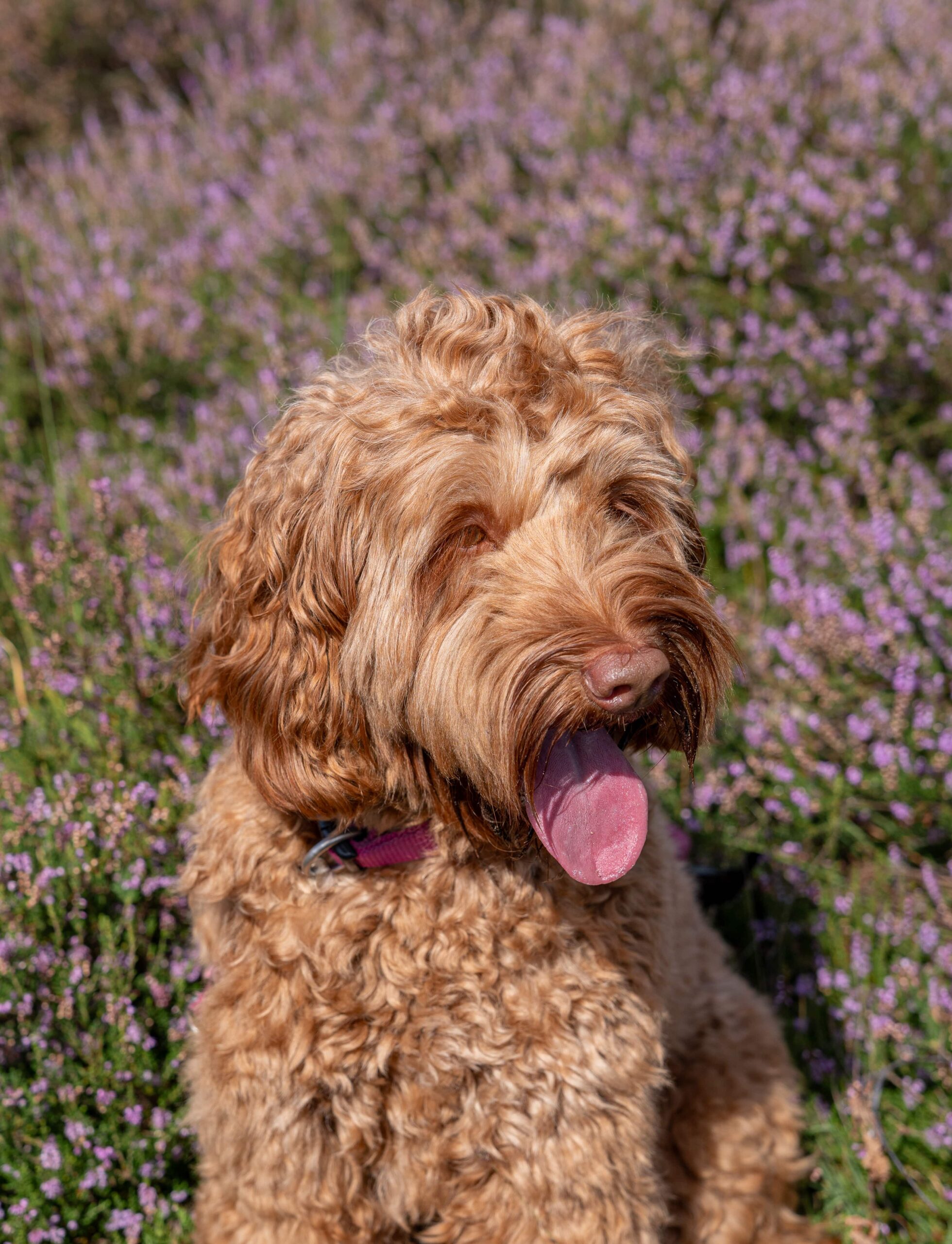 Beertje gastgezin van Mickey Doodles