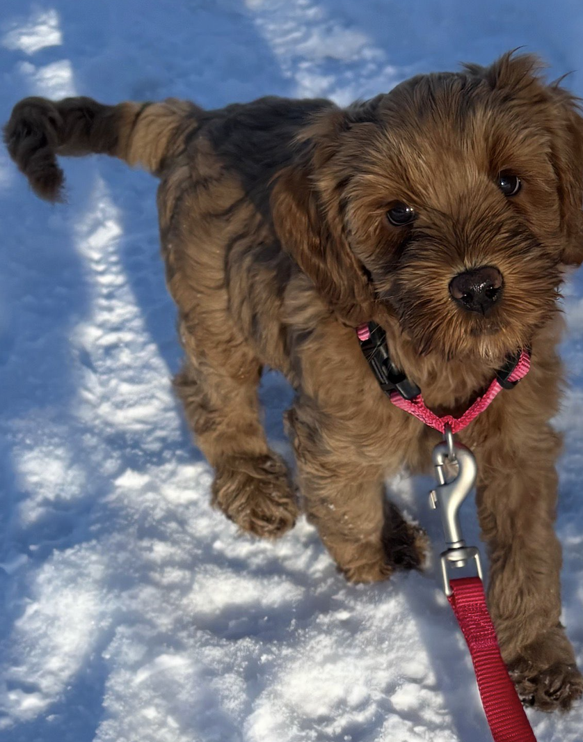 Semmy gastgezin hondje Mickey Doodles